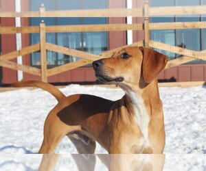 Redbone Coonhound-Unknown Mix Dogs for adoption in Chestertown, MD, USA