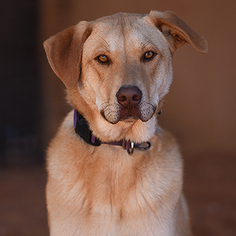 Shepradors Dogs for adoption in Kanab, UT, USA