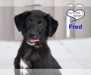 Medium Photo #2 Labrenees Puppy For Sale in Lee's Summit, MO, USA