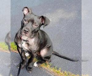 Staffordshire Bull Terrier Dogs for adoption in Fayetteville, GA, USA