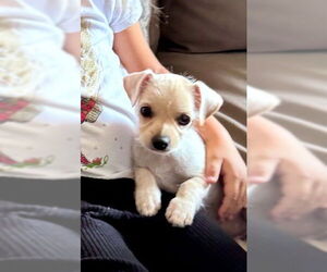 Chihuahua-Unknown Mix Dogs for adoption in Wheaton, IL, USA