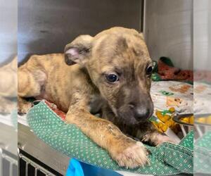 American Staffordshire Terrier Dogs for adoption in San Antonio, TX, USA