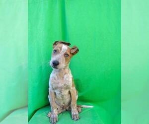 Medium Photo #1 Australian Shepherd-Beagle Mix Puppy For Sale in San Diego, CA, USA
