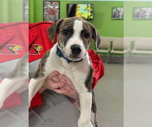 Black Mouth Cur-Unknown Mix Dogs for adoption in Louisville, KY, USA