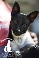 Medium Photo #1 Chihuahua-Unknown Mix Puppy For Sale in Baton Rouge, LA, USA