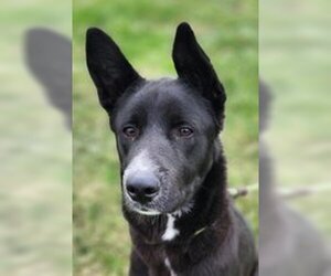 German Shepherd Dog-Siberian Husky Mix Dogs for adoption in Evansville, IN, USA