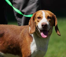 Mutt Dogs for adoption in Oxford, NC, USA