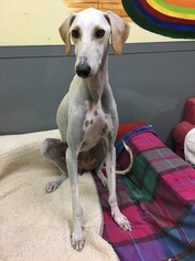 Greyhound Dogs for adoption in Agoura Hills, CA, USA