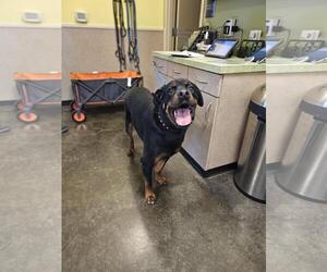 Rottweiler-Unknown Mix Dogs for adoption in Rockwall, TX, USA