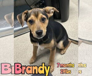 Beagle-Unknown Mix Dogs for adoption in Woodbury, NY, USA