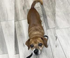 Chihuahua-Unknown Mix Dogs for adoption in Redlands, CA, USA