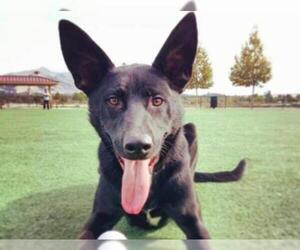 Shepradors Dogs for adoption in San Ramon, CA, USA