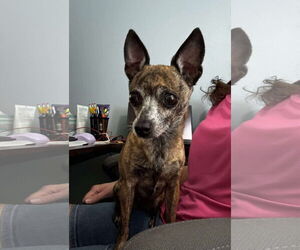 Chihuahua Dogs for adoption in Gulfport, MI, USA