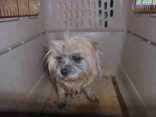 Shih Apso Dogs for adoption in Lacombe, LA, USA