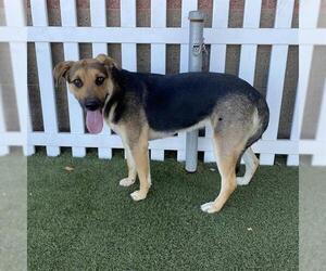 German Shepherd Dog-Unknown Mix Dogs for adoption in Modesto, CA, USA