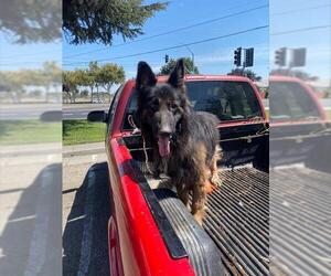 German Shepherd Dog-Unknown Mix Dogs for adoption in Stockton, CA, USA