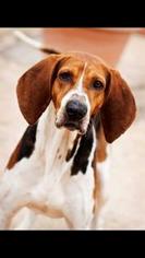 Treeing Walker Coonhound-Unknown Mix Dogs for adoption in Tuskegee, AL, USA
