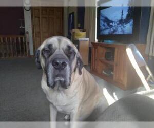 Mastiff Dogs for adoption in Manchester, IA, USA