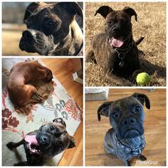 Boxer Dogs for adoption in Loganville, GA, USA