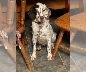 English Setter Dogs for adoption in Aurora, IN, USA
