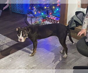 Mutt Dogs for adoption in Sheboygan, WI, USA