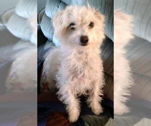 Maltipoo Dogs for adoption in Chinook, MT, USA