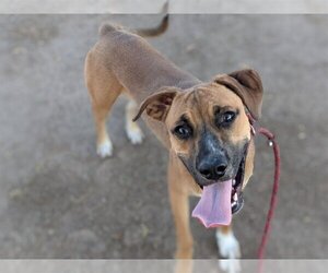 Boxer-Carolina Dog Mix Dogs for adoption in Chandler, AZ, USA