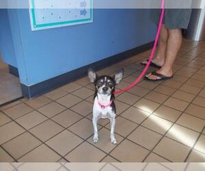 Chihuahua Dogs for adoption in Burbank, CA, USA