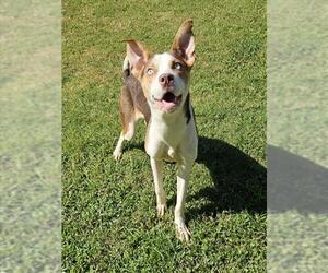 Siberian Husky-Unknown Mix Dogs for adoption in Grovetown, GA, USA