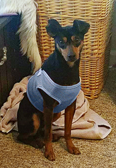 Miniature Pinscher Dogs for adoption in Merriam, KS, USA