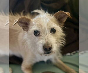 Mutt Dogs for adoption in Lancaster, CA, USA