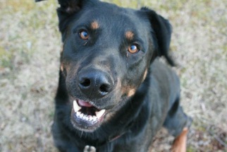 Shepweiller Dogs for adoption in Forest, VA, USA