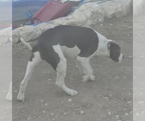 American Staffordshire Terrier-Unknown Mix Dogs for adoption in San Antonio, TX, USA