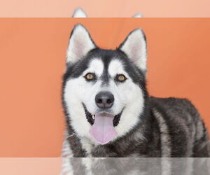 Siberian Husky Dogs for adoption in Pasadena, CA, USA