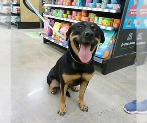 Rottweiler-Unknown Mix Dogs for adoption in League City, TX, USA