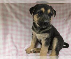 German Shepherd Dog-Unknown Mix Dogs for adoption in HESPERIA, CA, USA