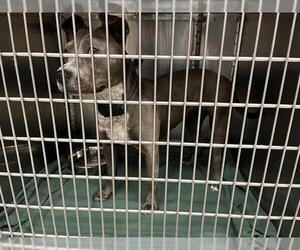 American Pit Bull Terrier-Unknown Mix Dogs for adoption in Oklahoma City, OK, USA