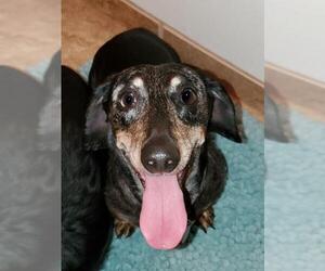 Dachshund Dogs for adoption in Princeton, MN, USA