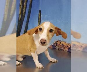 Doxle Dogs for adoption in Henderson, NV, USA