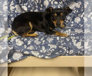 Chihuahua Dogs for adoption in Modesto, CA, USA