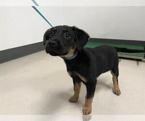 German Shepherd Dog Dogs for adoption in Corona, CA, USA