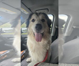 Alaskan Malamute-Great Pyrenees Mix Dogs for adoption in Columbus, IN, USA