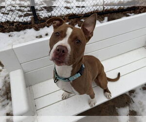 American Pit Bull Terrier-Unknown Mix Dogs for adoption in Millersville, MD, USA