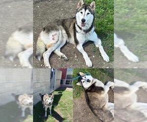 Huskies -Unknown Mix Dogs for adoption in San Antonio, TX, USA