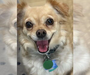 Australian Shepherd-Unknown Mix Dogs for adoption in Bellevue, WA, USA