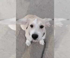 Mutt Dogs for adoption in San Diego, CA, USA