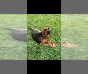 Bloodhound Dogs for adoption in Foristell, MO, USA