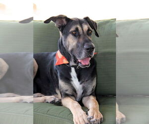 Great Dane-Unknown Mix Dogs for adoption in Bullard, TX, USA
