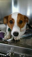 Jack Russell Terrier Dogs for adoption in Albemarle, NC, USA