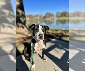 American Pit Bull Terrier-Unknown Mix Dogs for adoption in Greensboro, NC, USA